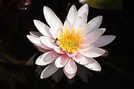 睡蓮,湖玫瑰,水生植物