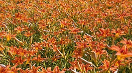 百合花,字段,橙色