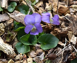 紫羅蘭色,野花,花