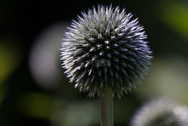 全球蓟,echinops,复合材料