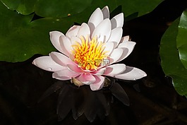 睡蓮,湖玫瑰,水生植物