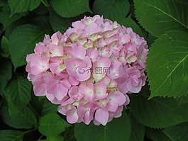 繡球,開花,拖把頭