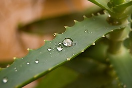 蘆薈,植物,雨