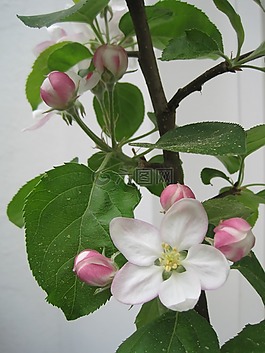 蘋果花,春天,粉紅色