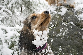 狗,雪球,凍結(jié)的