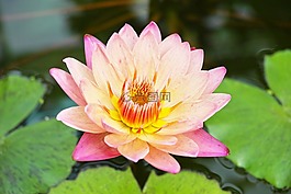 睡蓮,植物,水邊