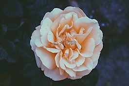 玫瑰,橙色,白