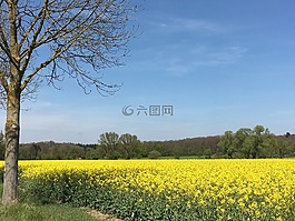 春天,油菜,黃色