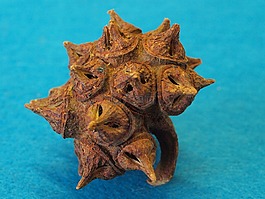 桉樹(shù) lehmannii,石灰石 marlock,晨星水果