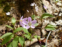 普通錦葵,馬爾瓦neglecta,春天的花朵