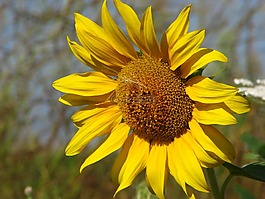太陽(yáng)花,花,夏天