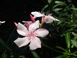 夾竹桃,花,自然
