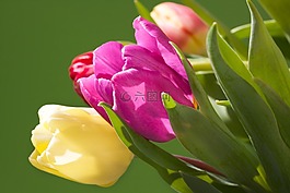 郁金香,花束,春天