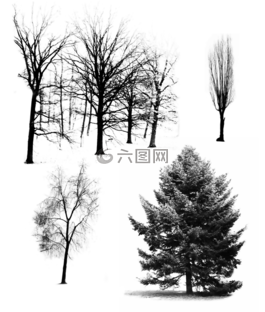 樹(shù),森林,自然