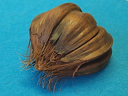 nypa 棕榈果,nypa fructicans,东南亚