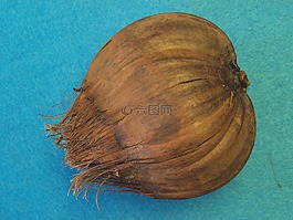 nypa 棕榈果,nypa fructicans,东南亚