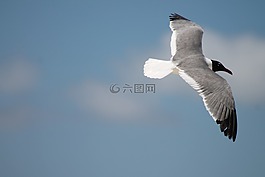海鸥,鸟,海滩
