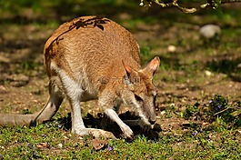 袋鼠,野生動物,動物