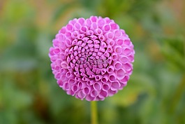 嬌琴紗,花,開花