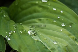 叶子,绿色,一滴水