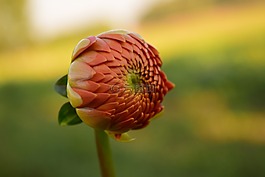 嬌琴紗,開花,花