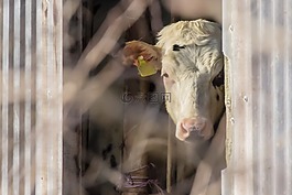 牛,牛肉,查看