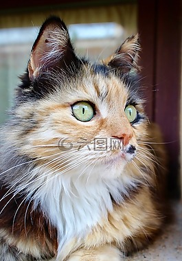 貓咪,動物,動物醫(yī)院