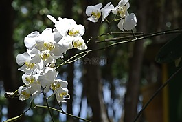 蘭花,白,花