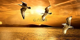 海鷗,飛行,飛