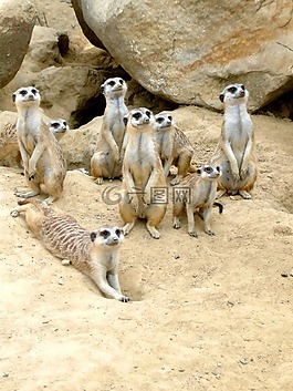 獴,動(dòng)物園,動(dòng)物