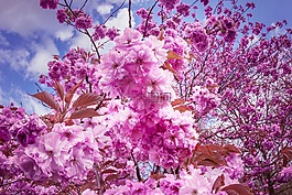 日本櫻花樹,鮮花,粉紅色