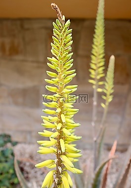 植物,多肉植物,花園