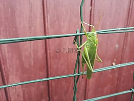 蝗蟲,綠色,性質(zhì)