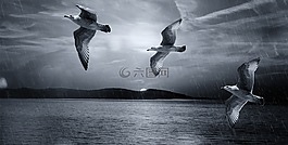海鸥,鸟类,飞行