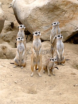 獴,動(dòng)物園,動(dòng)物