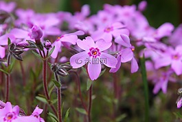 粉紅色,花,未知