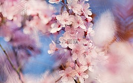 花的,藝術(shù),粉紅色