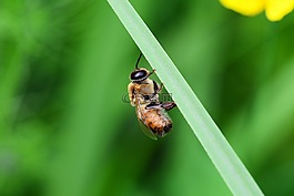 雄蜂,蜜蜂,男