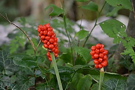 森林,蘑菇,秋季