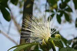 花,馬拉巴栗,美國土豆