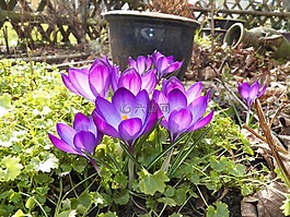 frühlingsanfang,藏红花,花园