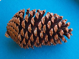 海灘松果,松樹(shù),松國(guó)際船運(yùn)