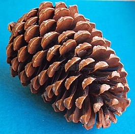 海灘松果,松樹(shù),松國(guó)際船運(yùn)