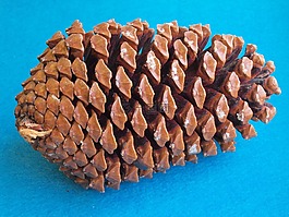 海灘松果,松樹(shù),松國(guó)際船運(yùn)