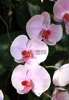 蘭花,粉紅色,花