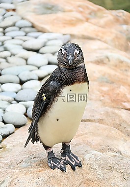 企鵝,可愛,動物園