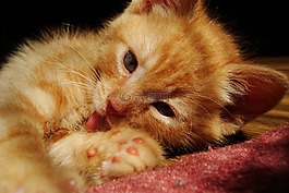 小猫,猫,鲁迪