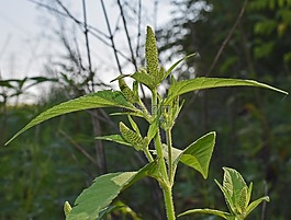 莧菜,種子,食品