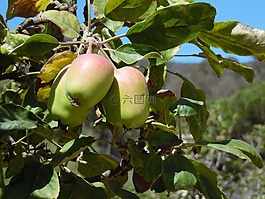 苹果,收获,树