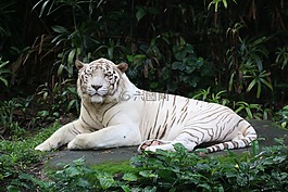 虎,白,動物